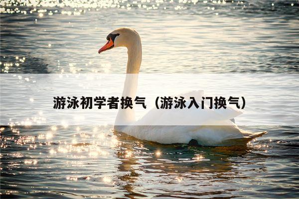 游泳初学者换气（游泳入门换气）