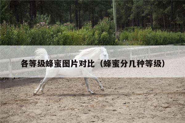 各等级蜂蜜图片对比（蜂蜜分几种等级）