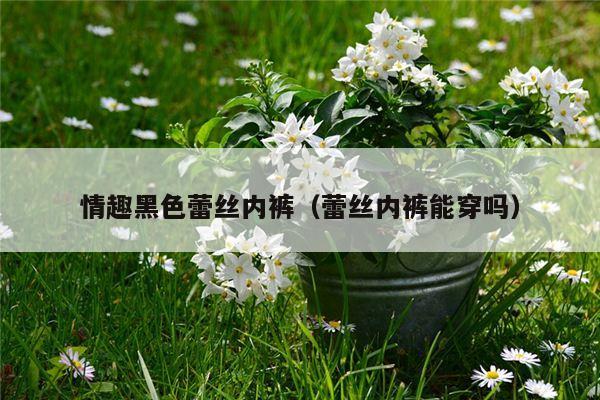 情趣黑色蕾丝内裤（蕾丝内裤能穿吗）
