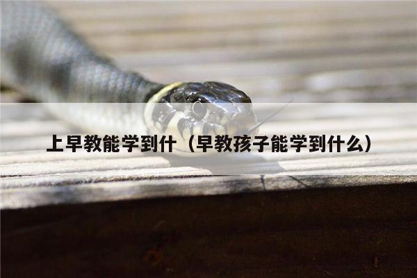 上早教能学到什（早教孩子能学到什么）