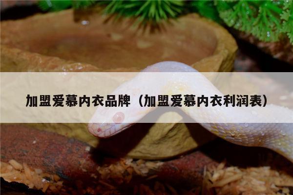 加盟爱慕内衣品牌（加盟爱慕内衣利润表）