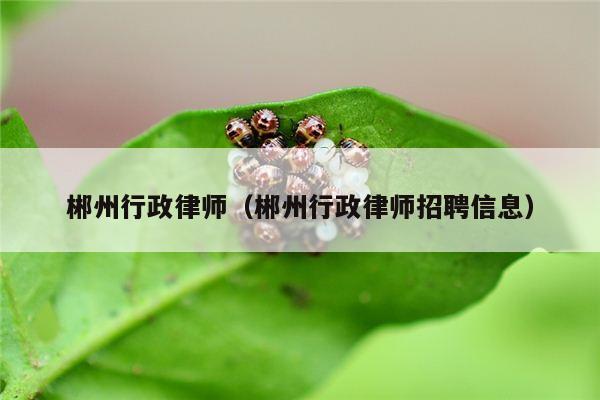 郴州行政律师（郴州行政律师招聘信息）