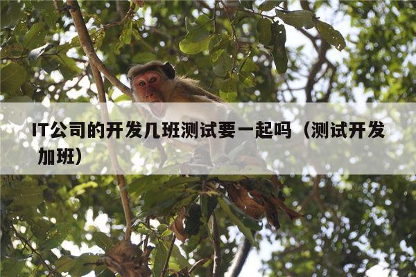 IT公司的开发几班测试要一起吗（测试开发 加班）